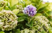 Beispiel Bepflanzung - 