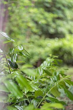 CLOSE-UP - 