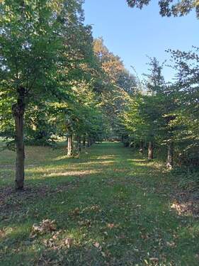 Allee - Hotel, Pension, Gasthof in Ranzin zur Miete