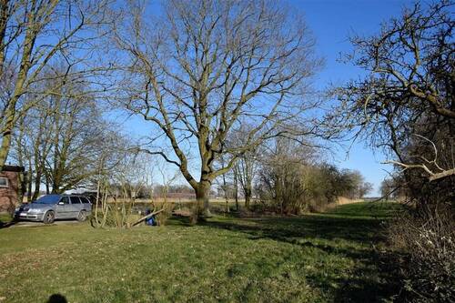 Alter Baumbestand - 