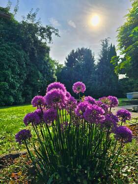 Garten Detail - 