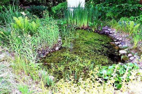Teich - 