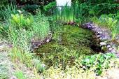 Teich - 
