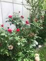 Blumenbeet - 