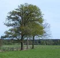 TOP Baugrundstück in bester Lage - Diskrete Vermarktung - Jesteburg