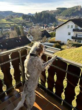 Herrliche Aussicht, die auch auf 4 Pfoten beeindruckt - 