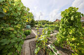Gemüse-/ Obstbeete - 