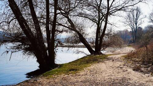 Rheinufer 100 m entfernt.JPG - 