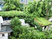 begrünter Hinterhof - 