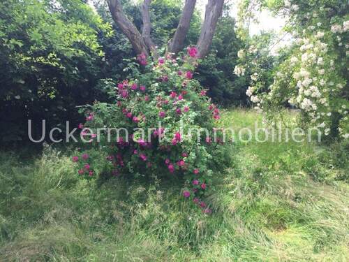 Gartenimpressionen - 