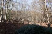 direkt am Wald - 