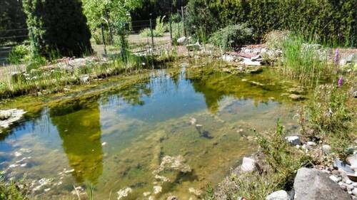 Gartenteich - 