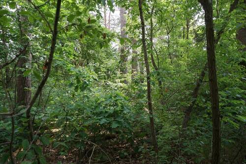 Auf dem hinteren Flurstück (5).JPG - 