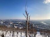 Winterimpressionen: Blick auf Würzburg aus den Weinbergen - 
