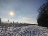 Winterimpressionen: Weinberge - 