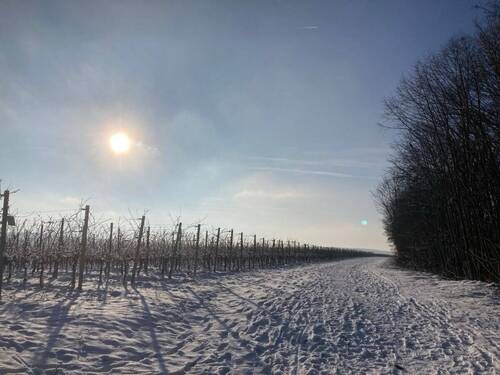 Winterimpressionen: Weinberge - 