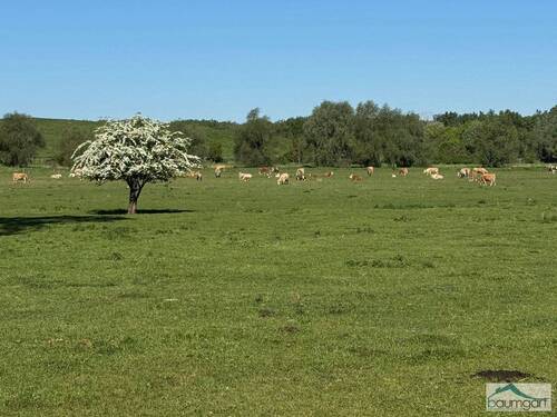 Wiesen bis zum Sonnenuntergang - 