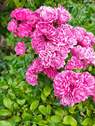Gartenimpressionen - 