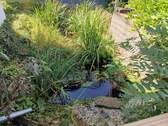 Gartenteich - 