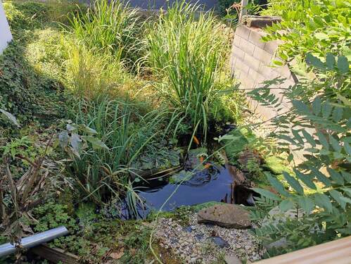 Gartenteich - 