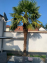 7 - Garten - 1 Zimmer Mehrfamilienhaus, Wohnhaus zum Kaufen in Bürstadt