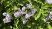 Fliederblüte - 