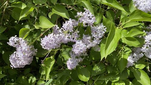 Fliederblüte - 
