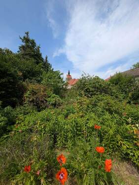 PXL_20250531_100749518.MP.jpg - 