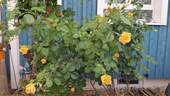 Bild 20 - 