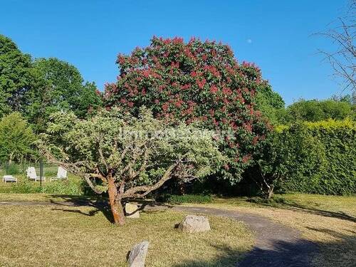 Baumbestand - 