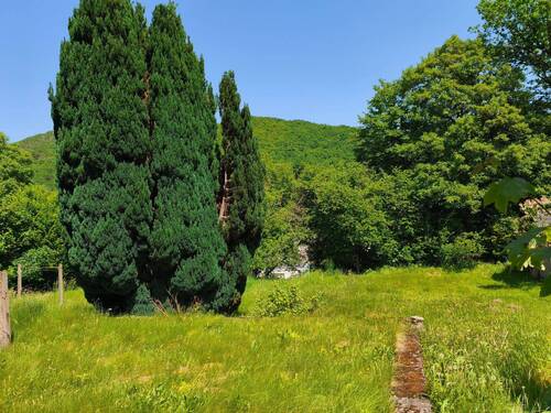 Tiefenstein Grundstück mit Baumbestand.jpg - 