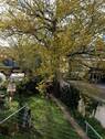 Blick in den garten - 