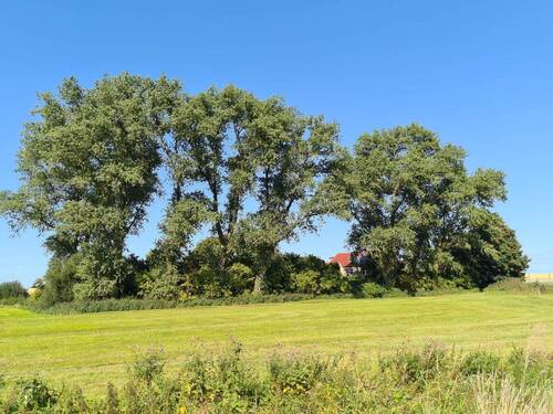 versteckt im Grünen - Doppelhaus mit Einliegerwohnung in Alleinlage von Varel-Streek