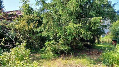 Bewachsener Garten - 