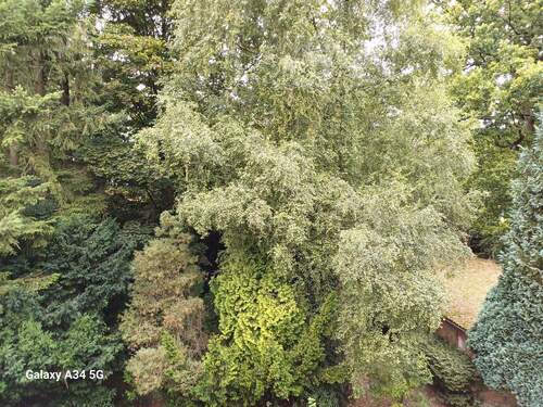 Blick vom Balkon ins Grüne - 