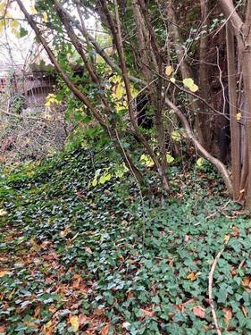 zu gewachsenes Grundstück - 4 Zimmer Einfamilienhaus in Bördeland