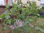 Fig tree - 