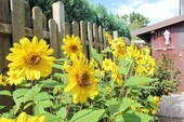 Garten (2) - 