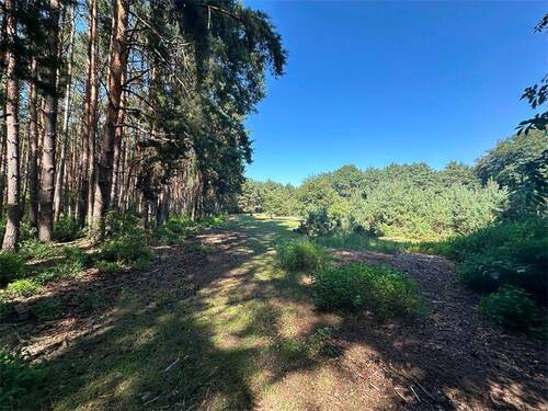 Waldlichtung - 
