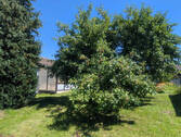Garten mit altem Baumbestand - 