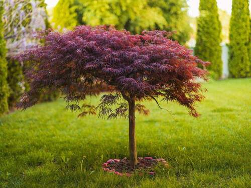 Haben Sie den grünen Daumen? - 