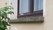 Doppelfenster - 