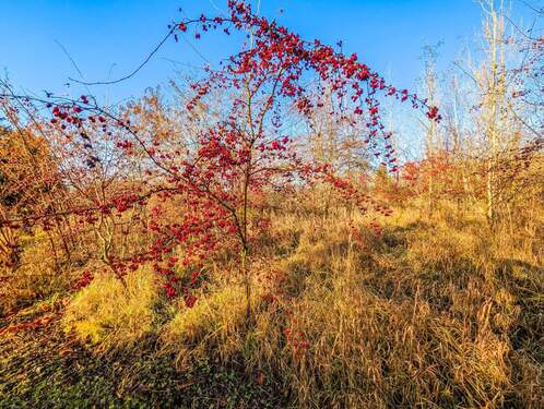 Aussicht 2 - Einfamilienhaus zum Kaufen in Borna