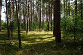 Auf dem Grundstück vorne (6).JPG - Ein Freizeitgrundstück in der Waldgemeinde Borkwalde bei Potsdam