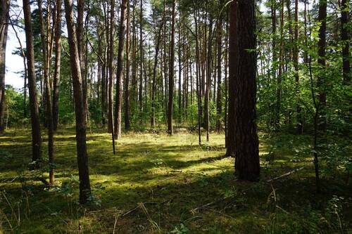 Auf dem Grundstück vorne (6).JPG - Ein Freizeitgrundstück in der Waldgemeinde Borkwalde bei Potsdam