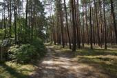 Auf dem Weg vorne (8).JPG - 