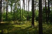 Auf dem Grundstück hinten (1).JPG - Grundstück zum Kaufen in Borkwalde