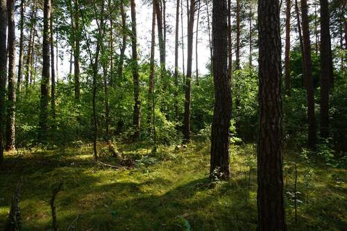 Auf dem Grundstück hinten (1).JPG - Grundstück zum Kaufen in Borkwalde