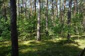 Auf dem Grundstück hinten (2).JPG - Grundstück in Borkwalde