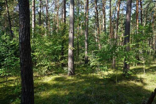 Auf dem Grundstück hinten (2).JPG - Grundstück in Borkwalde